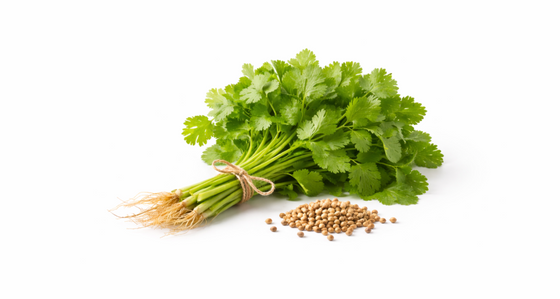 Coriander Oil