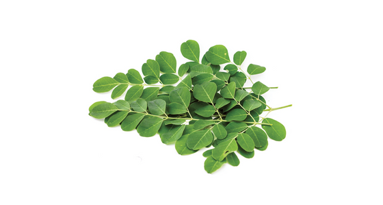 Moringa Extract
