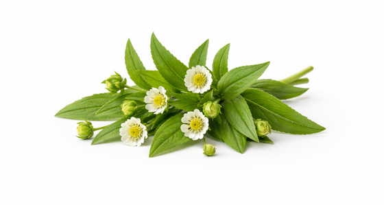 Bhringaraj Extract