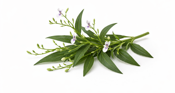 Kalmegh Extract
