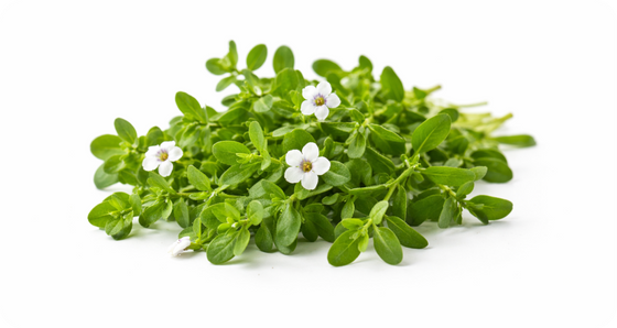 Brahmi